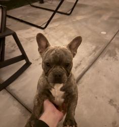 Found/Stray Male Dog last seen Gage and Emil ave, Bell Gardens, CA 90201