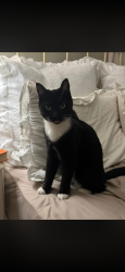 Lost Male Cat last seen Euclid Avenue , Birmingham, AL 35213