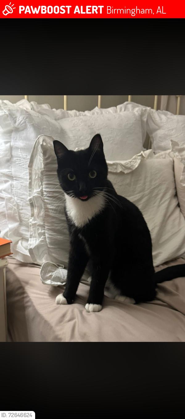 Lost Male Cat last seen Euclid Avenue , Birmingham, AL 35213