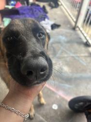 Found/Stray Male Dog last seen Brady & zarzamora , San Antonio, TX 78207