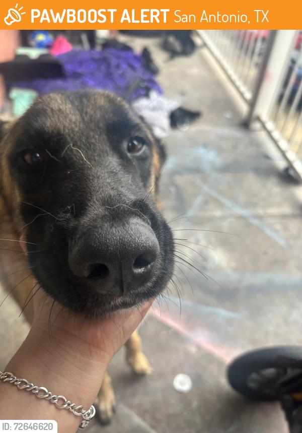 Found/Stray Male Dog last seen Brady & zarzamora , San Antonio, TX 78207