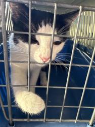 Found/Stray Female Cat last seen Venice ave and river road, Venice, FL 34292