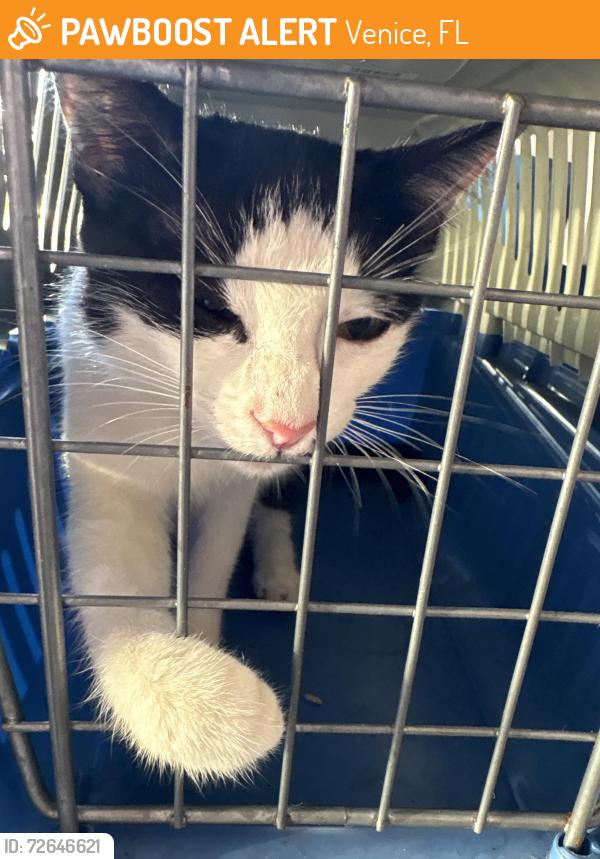 Found/Stray Female Cat last seen Venice ave and river road, Venice, FL 34292