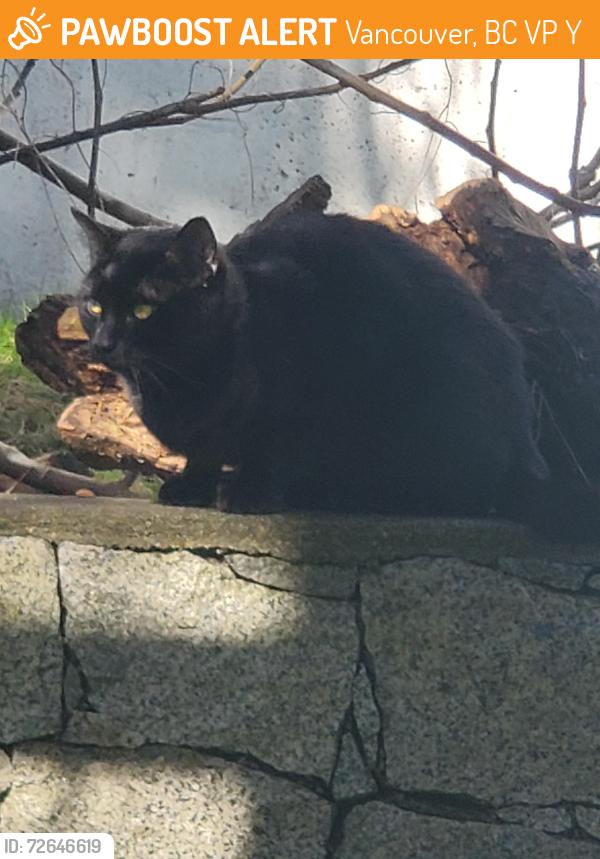 Found/Stray Unknown Cat last seen W. 70th & Hudson Street, Vancouver, BC V6P 2Y5