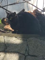 Found/Stray Unknown Cat last seen W. 70th & Hudson Street, Vancouver, BC V6P 2Y5