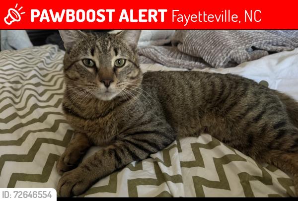 Lost Male Cat last seen Camden Woods Windy Fields Dr, Fayetteville, NC 28306