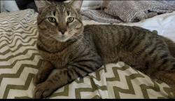Lost Male Cat last seen Camden Woods Windy Fields Dr, Fayetteville, NC 28306