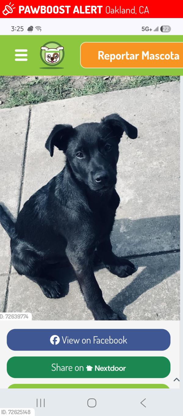 Lost Male Dog last seen International Ave oakland ca , Oakland, CA 94603