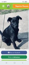Lost Male Dog last seen International Ave oakland ca , Oakland, CA 94603