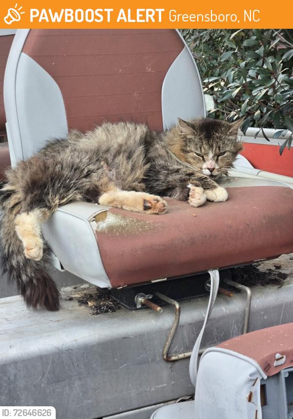 Found/Stray Male Cat last seen Rehobeth/Old Randleman, Greensboro, NC 27406