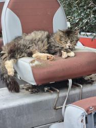 Found/Stray Male Cat last seen Rehobeth/Old Randleman, Greensboro, NC 27406