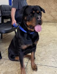 Found/Stray Female Dog last seen Russell and Lindell, Las Vegas, NV 89104