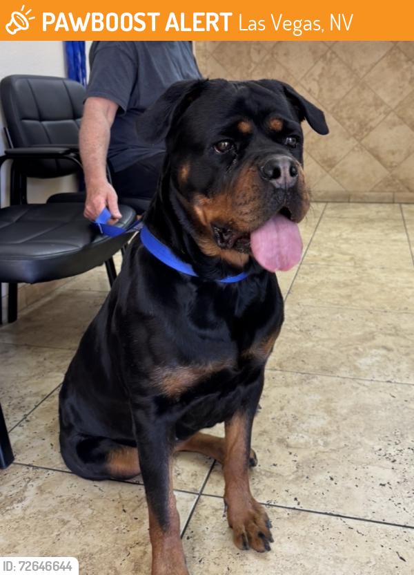 Found/Stray Female Dog last seen Russell and Lindell, Las Vegas, NV 89104
