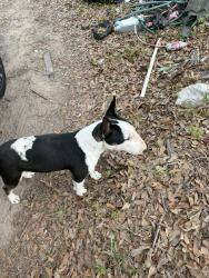 Found/Stray Male Dog last seen Fm 3083, Conroe, TX 77302