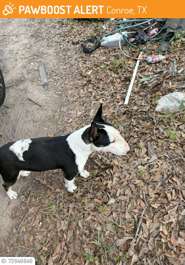Found/Stray Male Dog last seen Fm 3083, Conroe, TX 77302