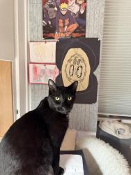 Lost Male Cat last seen 18th str, Vancouver, BC 
