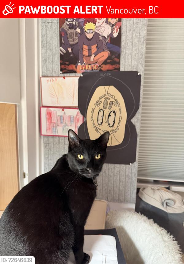 Lost Male Cat last seen 18th str, Vancouver, BC 