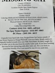 Lost Male Cat last seen walmart, Plainwell, MI 49080