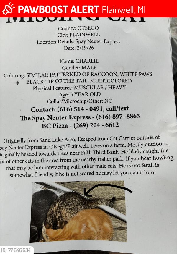 Lost Male Cat last seen walmart, Plainwell, MI 49080