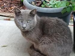 Found/Stray Male Cat last seen Trail Valley Way and Trade Winds - Northwest Park, Houston, TX 77086