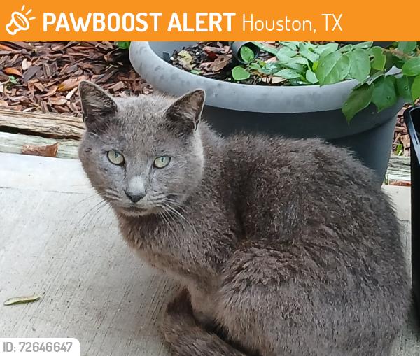 Found/Stray Male Cat last seen Trail Valley Way and Trade Winds - Northwest Park, Houston, TX 77086