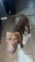Found/Stray Male Dog last seen chased my wifes truck all the way back  , San Antonio, TX 78207