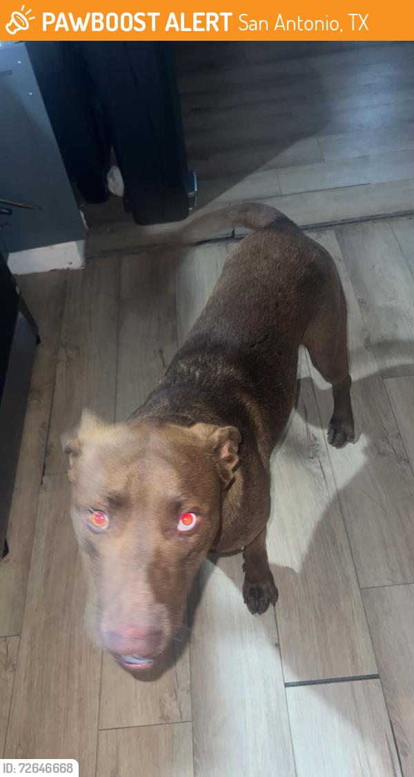 Found/Stray Male Dog last seen chased my wifes truck all the way back  , San Antonio, TX 78207