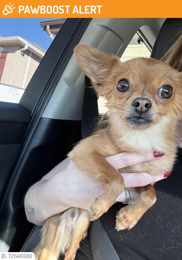 Found/Stray Female Dog last seen Barnes and marksheffel , Colorado Springs, CO 80922