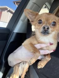 Found/Stray Female Dog last seen Barnes and marksheffel , Colorado Springs, CO 80922