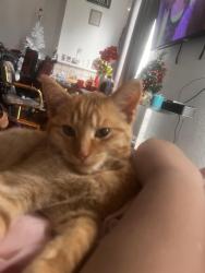 Lost Female Cat last seen Ohio and Trinity st , Vallejo, CA 94590