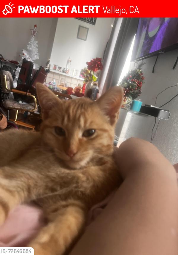 Lost Female Cat last seen Ohio and Trinity st , Vallejo, CA 94590