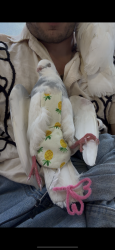 Lost Male Bird last seen On ocean beach Java bar cafe , San Francisco, CA 94122