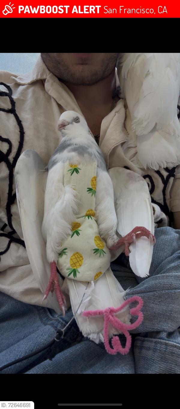 Lost Male Bird last seen On ocean beach Java bar cafe , San Francisco, CA 94122