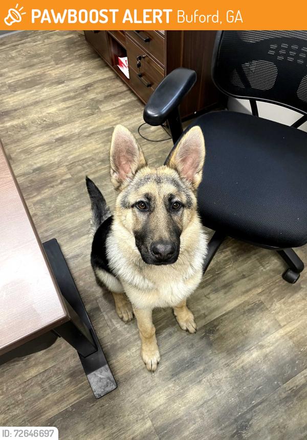 Found/Stray Female Dog last seen McEver road and lanier island park way, Buford, GA 30518
