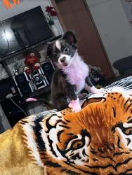 Lost Male Dog last seen Con la vecina , Fayetteville, NC 28306