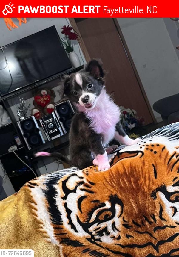 Lost Male Dog last seen Con la vecina , Fayetteville, NC 28306