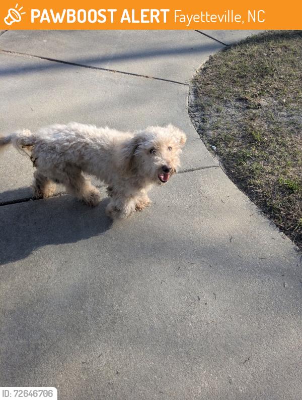Found/Stray Unknown Dog last seen Winter lake, Fayetteville, NC 28304