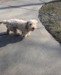 Found/Stray Unknown Dog last seen Winter lake, Fayetteville, NC 28304