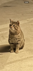 Found/Stray Male Cat last seen Orick Ave/Enramada , Victorville, CA 92394