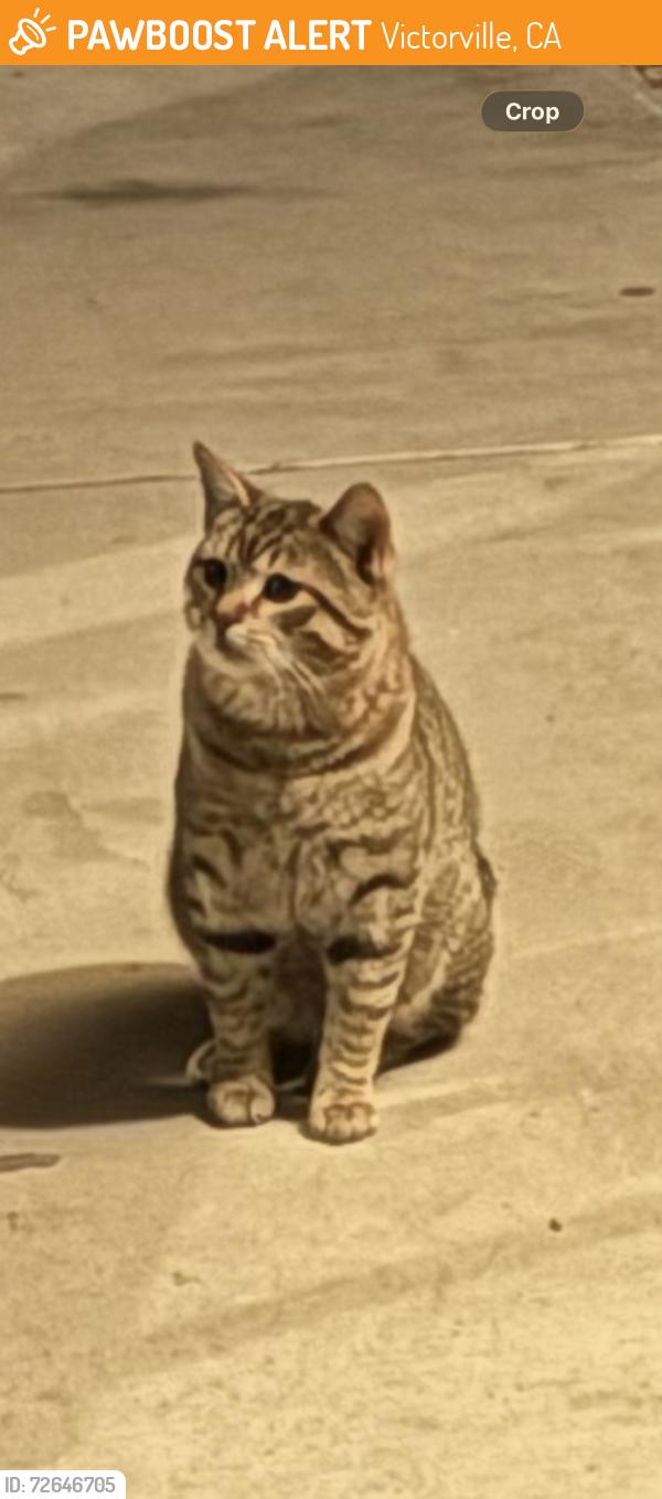 Found/Stray Male Cat last seen Orick Ave/Enramada , Victorville, CA 92394
