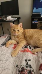Lost Male Cat last seen Central baptist church on Moose rd, Kannapolis, NC 28083