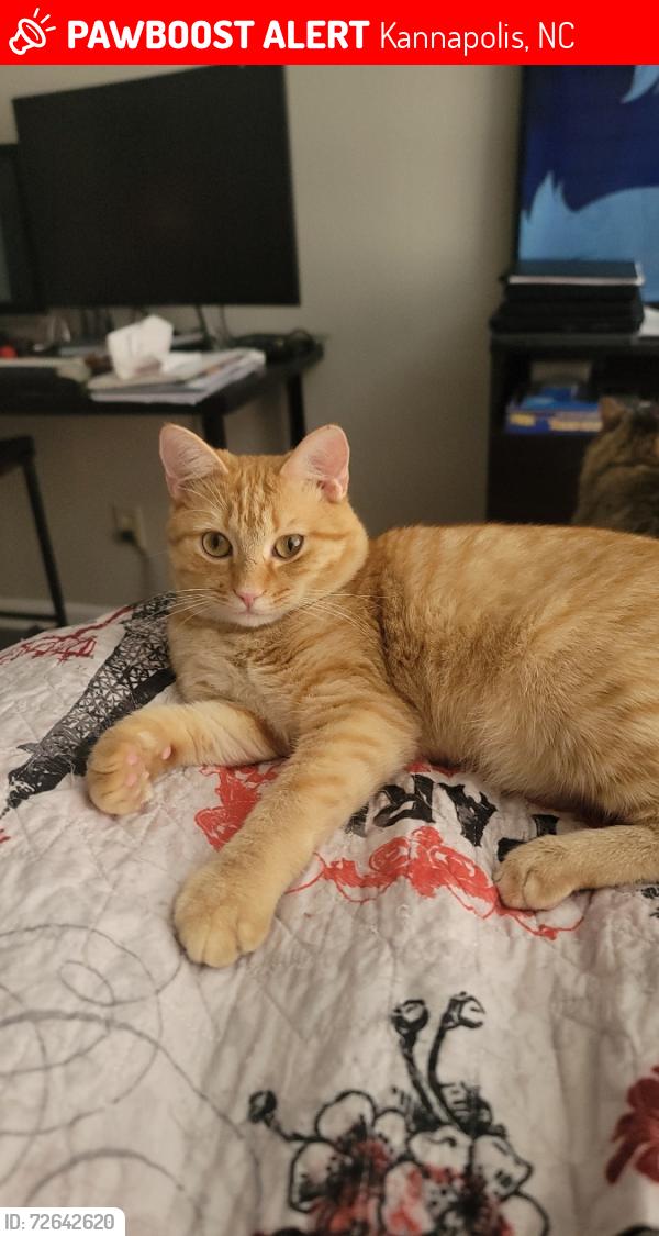 Lost Male Cat last seen Central baptist church on Moose rd, Kannapolis, NC 28083