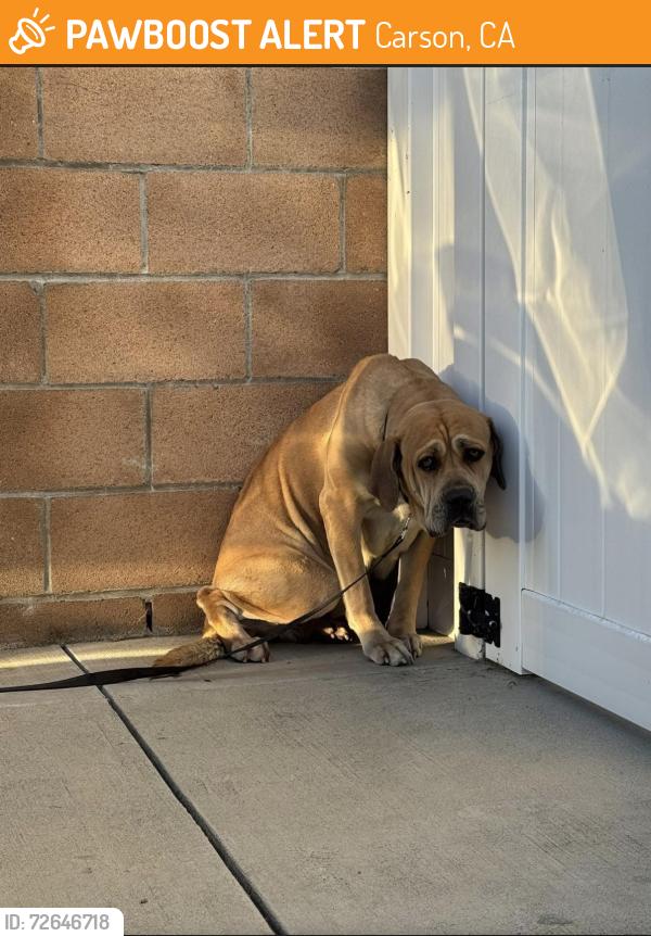 Found/Stray Unknown Dog last seen By Diana’s restaurant , Carson, CA 90745