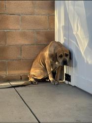 Found/Stray Unknown Dog last seen By Diana’s restaurant , Carson, CA 90745