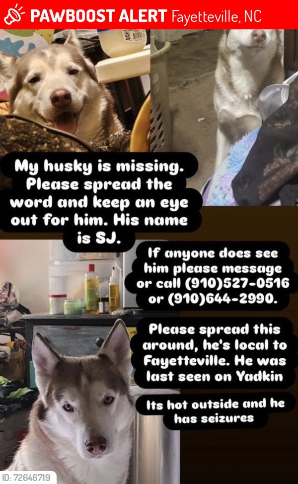 Lost Male Dog last seen Dandridge Drive, Fayetteville, NC 28303