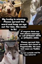 Lost Male Dog last seen Dandridge Drive, Fayetteville, NC 28303