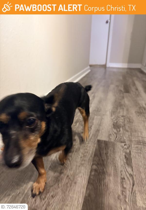 Found/Stray Male Dog last seen Weber @ Holly, Corpus Christi, TX 78413