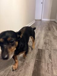 Found/Stray Male Dog last seen Weber @ Holly, Corpus Christi, TX 78413