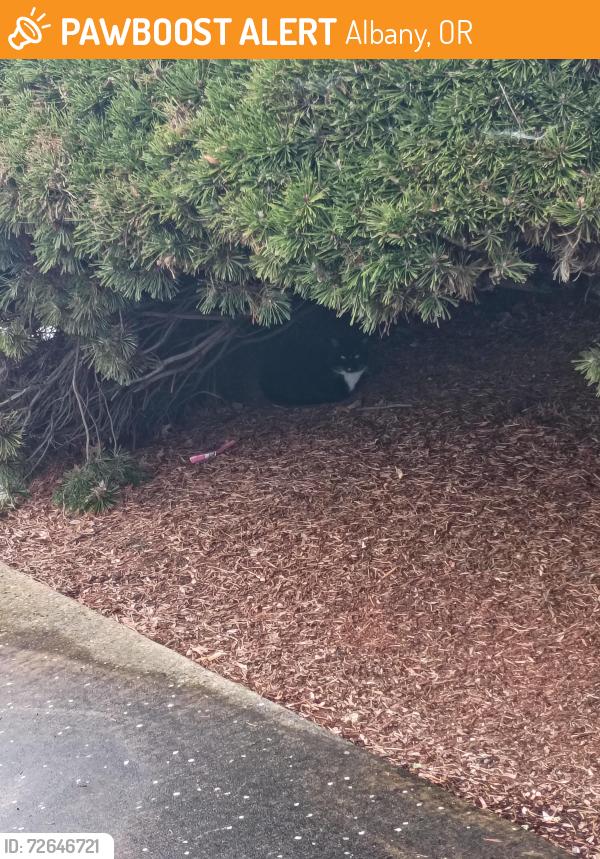 Found/Stray Unknown Cat last seen Queen and Waverly, Albany, OR 97322
