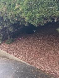 Found/Stray Unknown Cat last seen Queen and Waverly, Albany, OR 97322